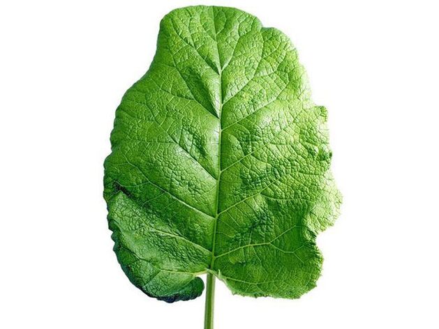 Tratamento da osteocondrose lumbar cun burdock
